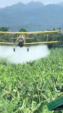 banana ## early morning spraying. mindanao 💕