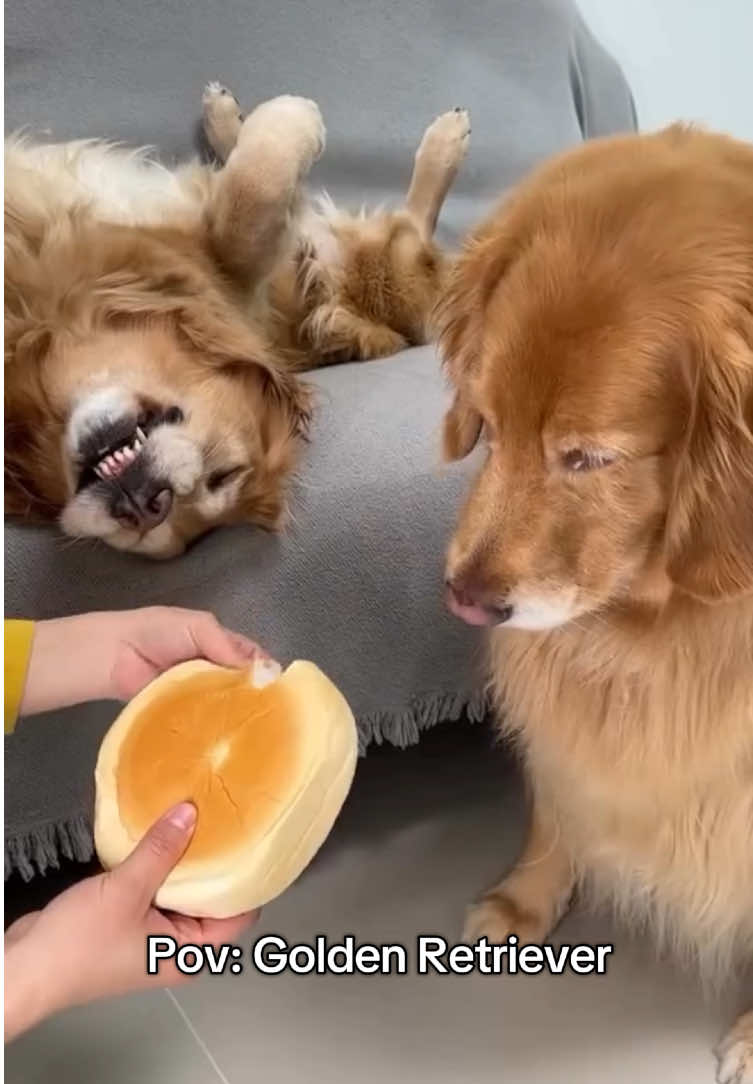 🤣🤣🤣❤️ #goldenretriever #golden #cachorrosdotiktok #cachorrosengraçados #dog 