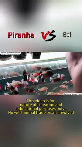 Piranha Observation Diary Day4:Eel#piranhas #Science #fishfeeding #AnimalFacts #usa🇺🇸 