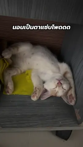 หากการนอนเป็นกีฬา ฉันคงได้เหรียญทอง🐱🏅