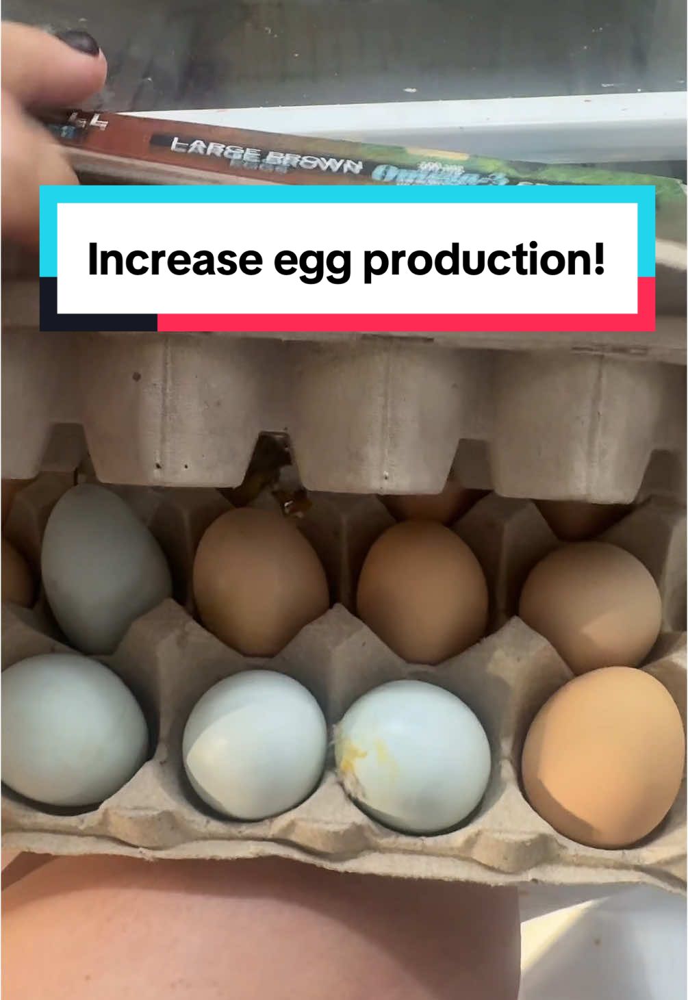 Chicken feed to produce eggs increase egg production! #chickenfeed #chickenfood #chickeneggs #backyardchickens #backyardchickensoftiktok 