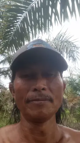 #pruning sawit bolo