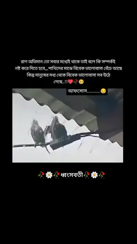 #foryou #foryoupage #tiktokviral #tiktokbangladesh #tiktokbangladeshbd🇧🇩 