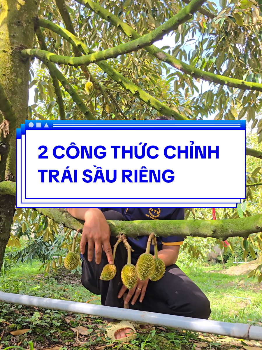 Chỉnh trái sầu riêng 1. Công thức phun 2. Công thức bón phân chỉnh trái #saurieng #lamvuon #chongrung #vtnn #phucthanhkhang 