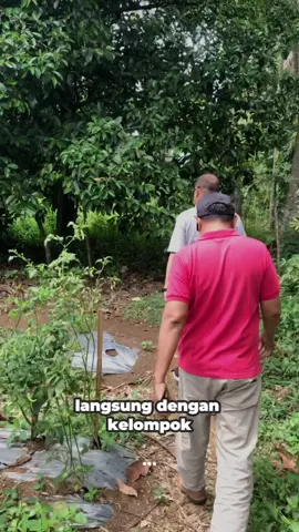Di nagari Guguak 8 Koto, Sumatera Barat, peternakan ayam ras, termasuk ayam petelur terbesar, berkembang pesat. Ribuan ekor ayam ini membutuhkan pakan jagung dalam jumlah yang sangat besar. Dan inilah alasannya, mengapa SL atau sekolah Lapang ttg Jagung dilaksanakan. Dengan SL, para petani jagung di sini mampu meningkatkan hasil panen mereka secara signifikan. #nurkhalisbijodirajo #sahabatnbd #fypシ゚viral 