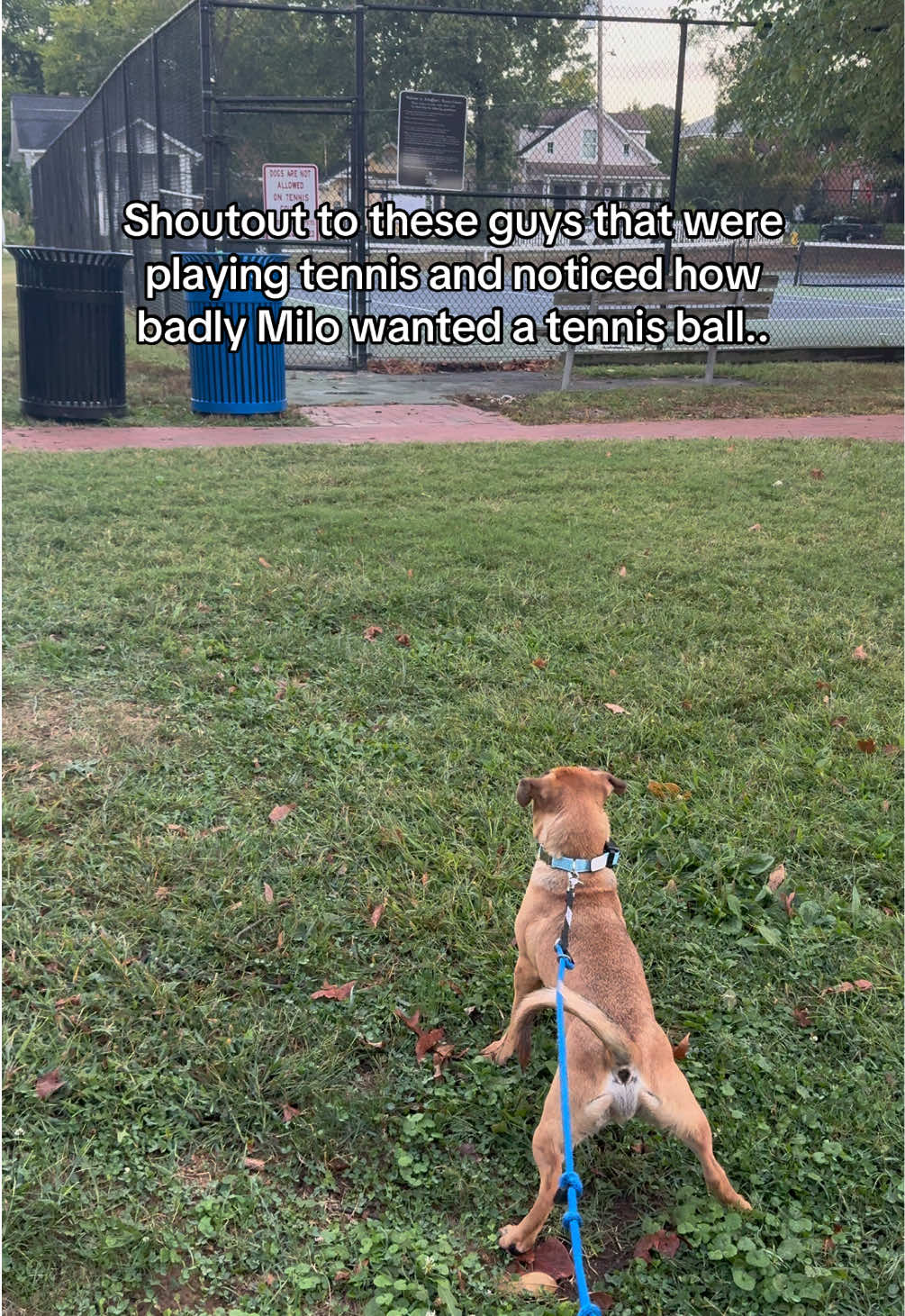 Milo wasn’t feeling well all weekend and this totally made his week🥹  #dog #dogsofttiktok #cutedog #tennis #tennisball 