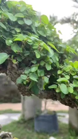 Siuuuuuuuuuu 