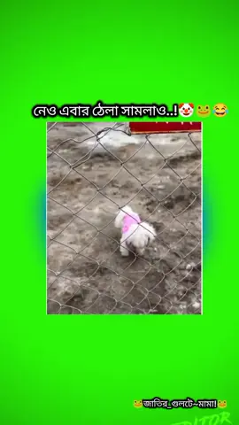 🤡🐸😂 #foryou #tiktok #trending 