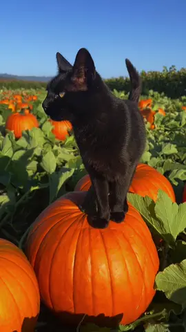 happy fall🎃🐈‍⬛ love, beany bopper #fall #pumpkin #farming #cats 
