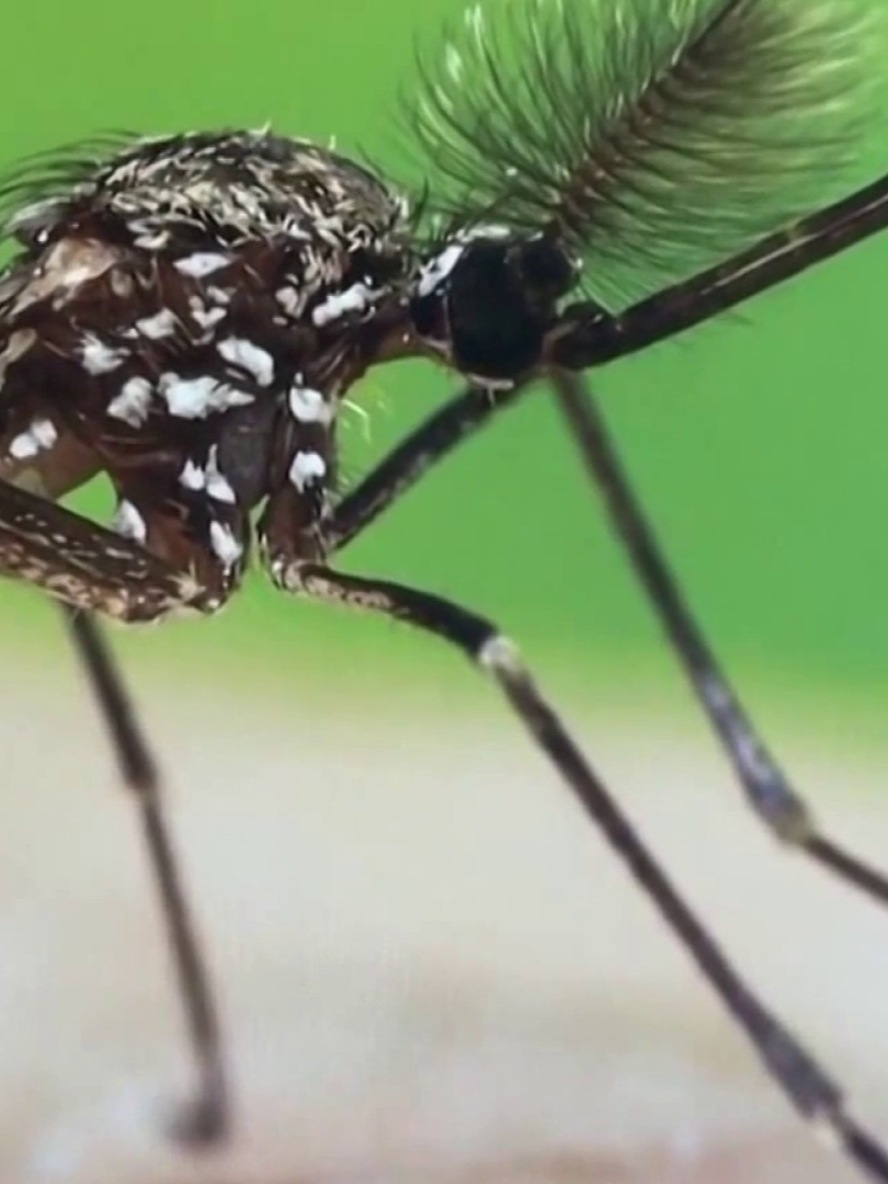 ¿Por qué es tan peligroso un contagio del virus del Nilo Occidental? Estos son los riesgos en el Valle Central #noticias #fresno #virusdelnilo #salud #merced #visalia #tulare #madera #sanger
