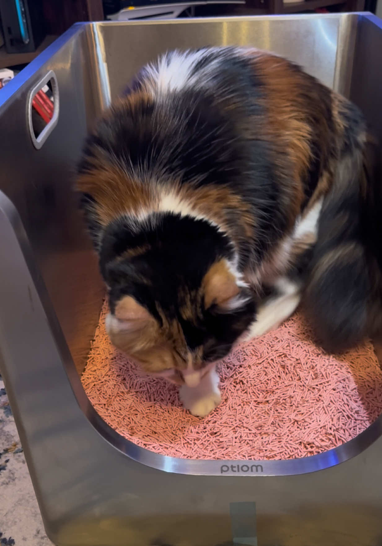 Cleaner home. Happier kitty. Peace of mind for you. 💛 #ptlomlitterbox #ptlomstainlesssteellitterbox @Ptlom-US 