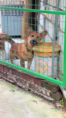 xin chào người đẹp #dogs #meme #cute #pet #loveyou 