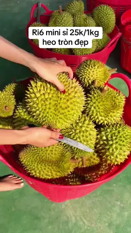 ri6 mini sỉ 25k/1kg heo tròn đẹp . đi đơn 50kg ai có nhu cầu lb #sầuriêng #sầu #sầuriêngri6 @(Trái Cây Vùng Miền) @Thành trung @Sầu Riêng Miền Tây 