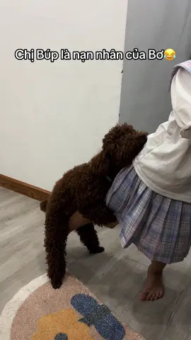 Bơ là 1 con chó cái cô chú ạ😂 không hiểu sao lại có những hành động như này😒 Sen cũng bó tay#yeuchopoodle #yeudongvatcute #viral #bohayhon #poodle 