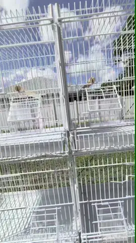 Breeder cage for parrots makes for good quail hutch #quaileggs #quailtok 