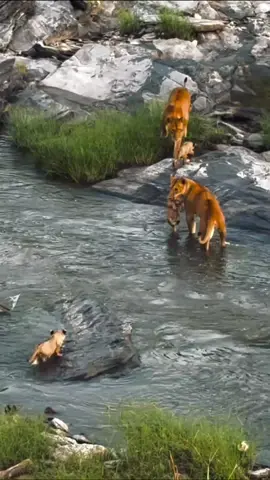 Watch this video carefully How lioness mothers rescue their cubs from the water and take them out and help them. It was a beautiful scene when we saw that this is a big part of the life of a forest that mothers are very protective of their cub #wildlife in the US #4k #usnature #WildlifeUSA #newyork 