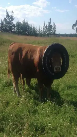 #cows #fyp #silly 