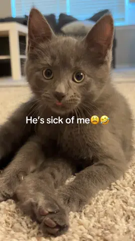 We love each other though #catsoftiktok 