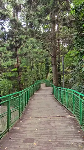 salah satu tempat adem di bandung, hutan kota babakan siliwangi #bandunghits #hutankotababakansiliwangibandung 