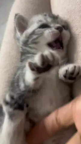 spicy cat #kitty #cats #catsoftiktok 