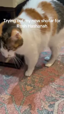 Happy Mew Year! 🍎🍯#RoshHashanah #shanahtovah #jewishtiktok #cat #fyp