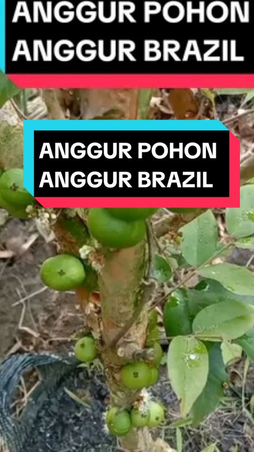 #tabulampot #petani #kementanri #ppl #kementanri #bondowoso #penyuluhpertanianlapangan #buahenak #buahexotic #kementan #anggurpohon #anggurbrazil #anggurpohonbrazil 