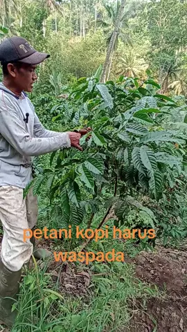 kutu coklat atau kutu hijau pada tanaman kopi harus sangat di waspadai #robustalampung #petanimuda #pestisida 