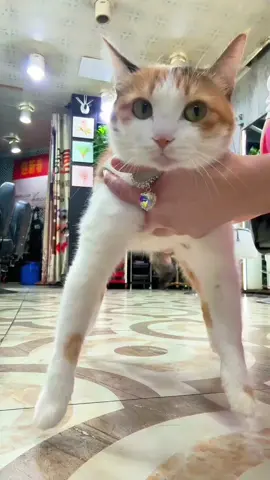 #cat #fyp 