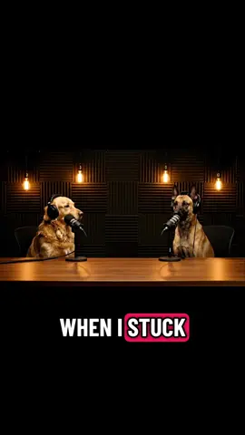 #unleashed #podcast #malinois #pets #dogs 