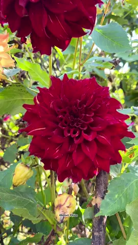 La tierra sonríe en las flores!✨🍃🌺❤️  #fypシ゚ #flowers #beautiful #lovely 