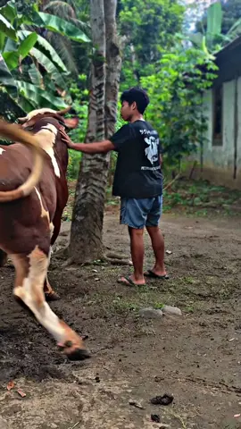 sapi opo ki wo' #sapiqurban#sapijumbo #fayasafarm#purbalinggaperwira #bupatipurbalingga 