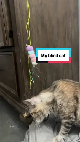 My kitty is blind so I try to find random things she can still play with 🥹 #blindcat #cattoys #seniorcat #fallfreshness #catmom 