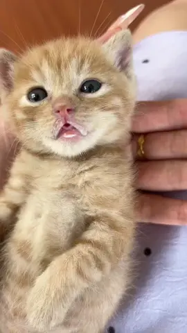 So cute #cutecat #pet #kucing #kitty #funny 