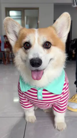 A real tough guy? He’s in pink polos — cute and cheeky.#dog #corgi #cute #mypet 