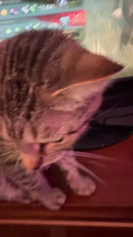 Nova the beautiful brown tabby cat #cat #cats #foryou #xyzbca #tabbycat 