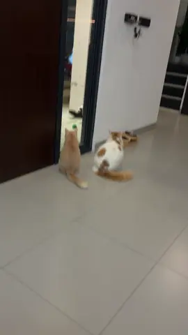 Gara gara kemaren di barahin abang… akhirnya ocil ngalah wkwkw 