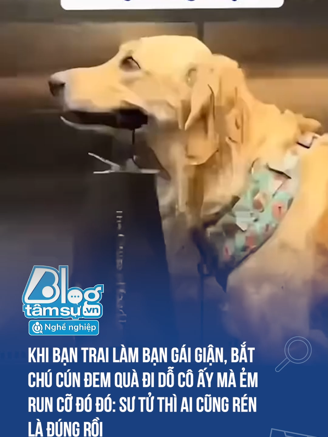 Nó đã trải qua điều gì vậy 🤣🤣🤣 #discovery #blogtamsu #xuhuong #btsmedia #tiktoknews #funfact #viral #haihuoc #cho