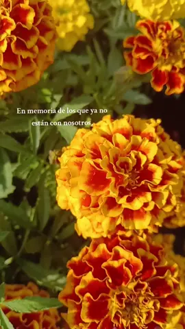 flor de cempasuchil🏵🏵🏵 #cempasuchil #diademuertosmexico #2denoviembre #flordemuerto #xochimilco_cdmx 