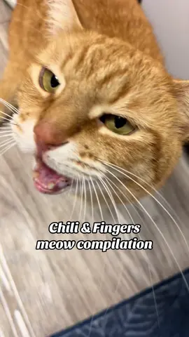 a meow compilation, as requested 🥰🩷 #meow #cattok #orangecat #catsounds #catmom 