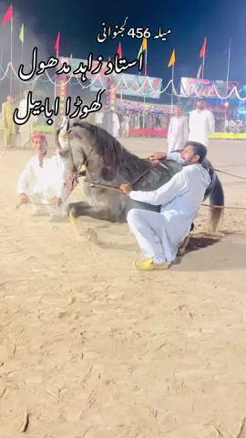 #میلہ456کنجوانی #کھوڑاشوق #گھوڑاڈانئس🎠🎠🎠🎠🎠🎠🌹🌹 #استادزاہدمدھول #گھوڑاابابیل