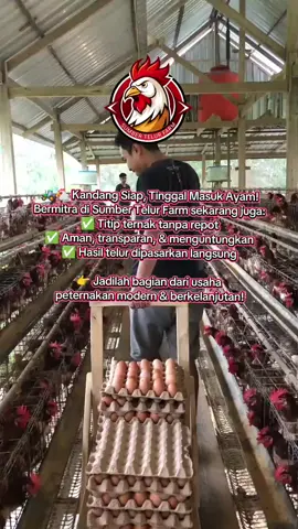 #kandangayam #peternakayam #ayampetelur #viral #real 