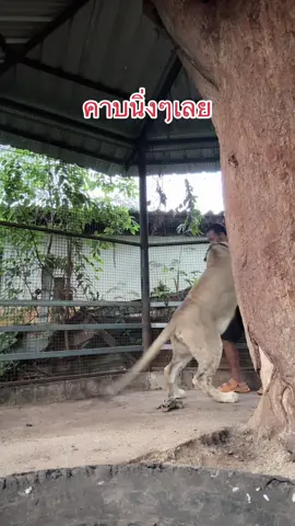 เรียบร้อยไปสิเข้าไปอยู่กับสิงโตแบบนั้น🦁⚠️ #สิงโตกินคน #อันตรายจากสิงโต #สัตว์อสูร