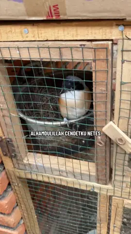 Candet ku sesuai prediksi