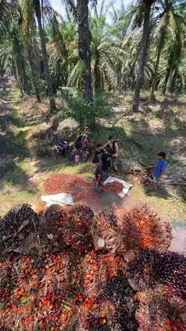 #fyp #foryoupage #pemuatsawit #orangjawa #petanimuda 