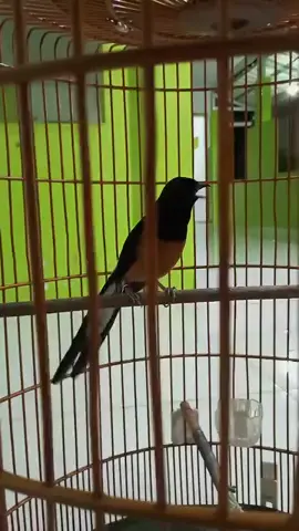 laki-laki maen burung.... #maenmaen #muraibatu #muraibatuindonesia #reels 