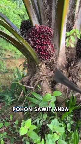 Pohon sawit jadi berbuah lebat dan besar #sawit  #petanisawit #petaniindonesia🇮🇩🇮🇩🇮🇩🌿🌿 #fyp #aussie 