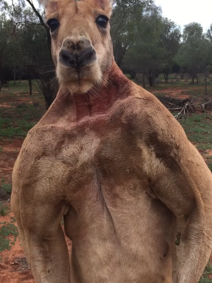muscular kangaroo video#kangaroo #fyp #foryoupage
