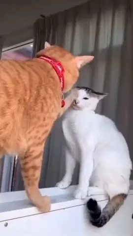 #cat #cute #catvideo #cutecat #funny 
