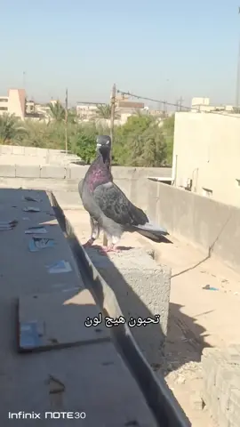 #حمام_لوت #نشوفكم_بتعليقات😉؟؟ 