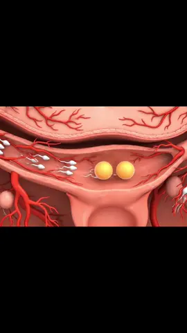 Twins baby inside view in mother #healthylifestyle #anatomy #viral #human #fyp 